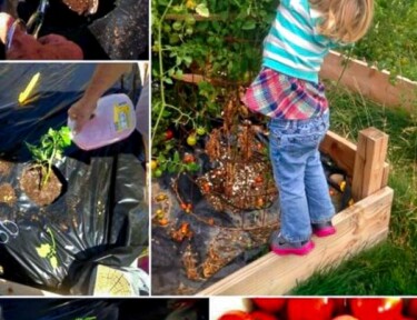 Tips and Tricks for Growing Tomatoes