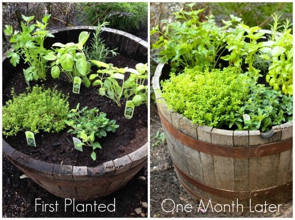 Italian Herb Garden