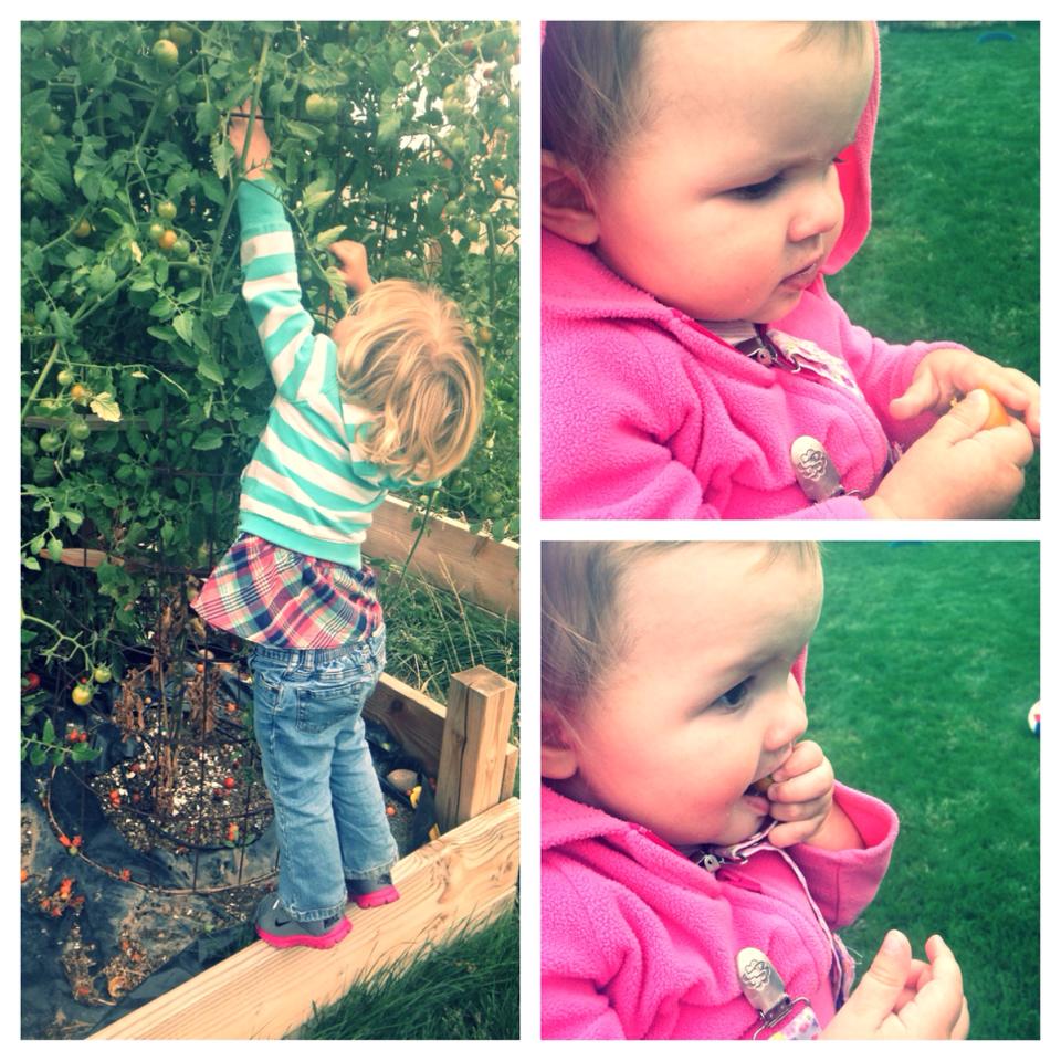 Little girls picking and eating tomatoes in a garden. 