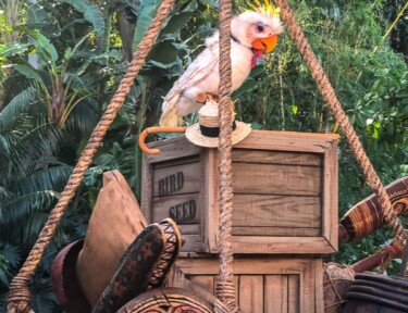 Rosita the Talking Bird in the new Tropical Hideaway at Disneyland