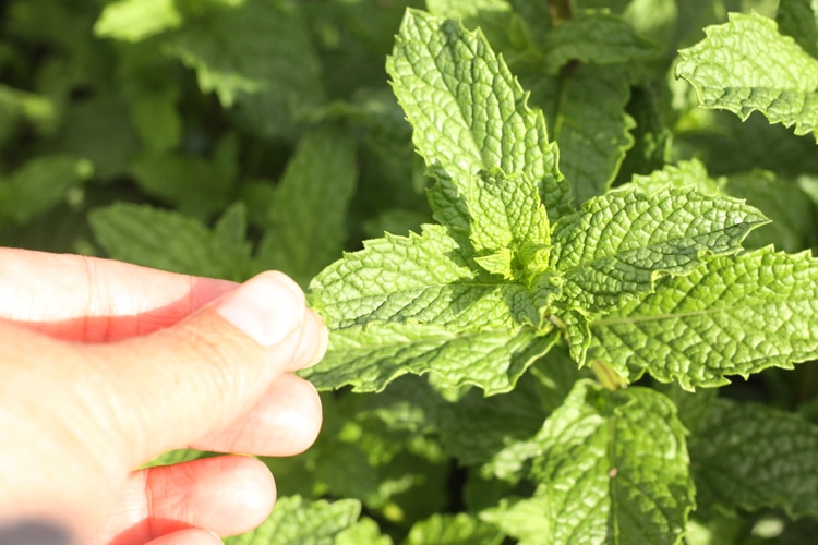Mint leaves up close with a hand. 