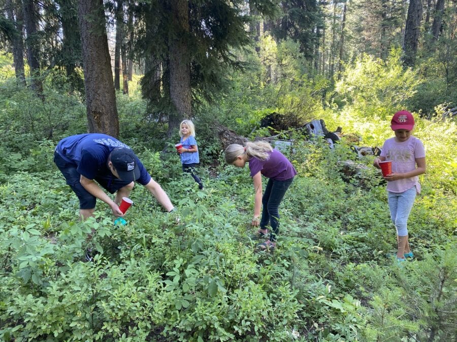 4 people searching for huckleberries in a forested area.