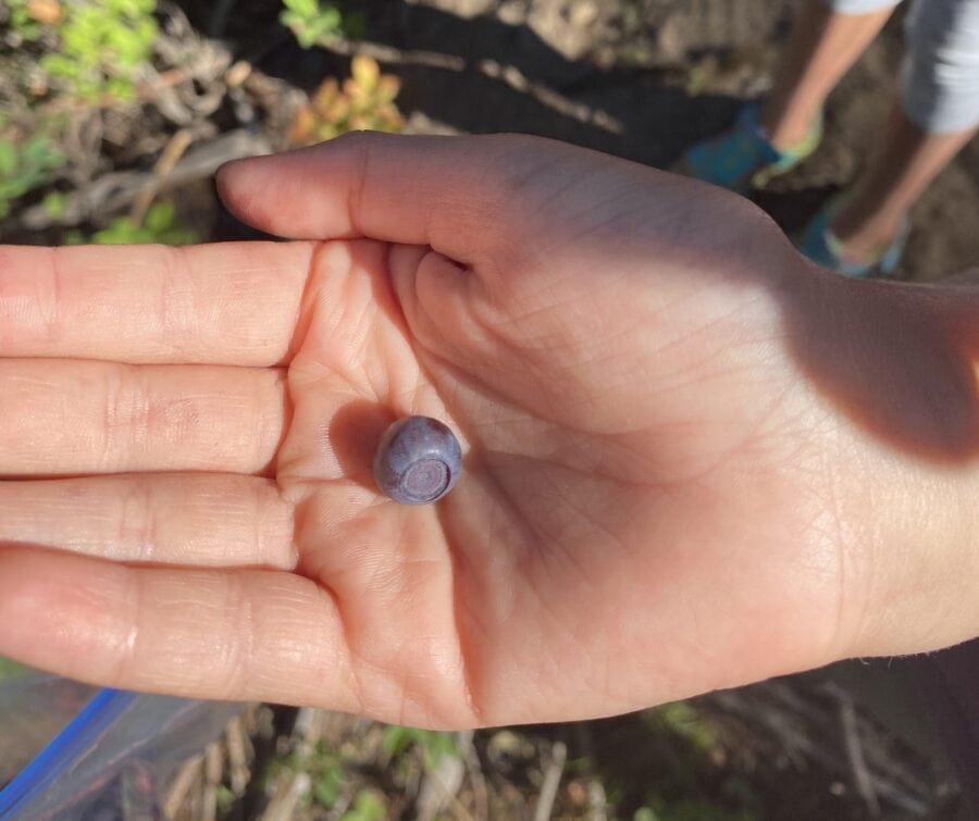 Huckleberry in a hand.