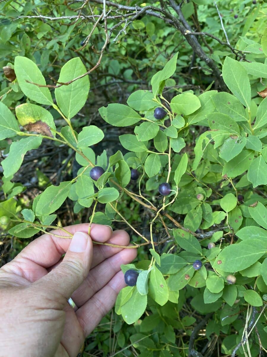 Close up of huckleberry bush.