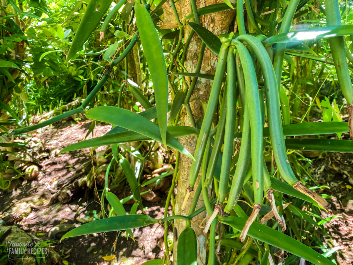 Vanilla beans on the vine in Tahiti.