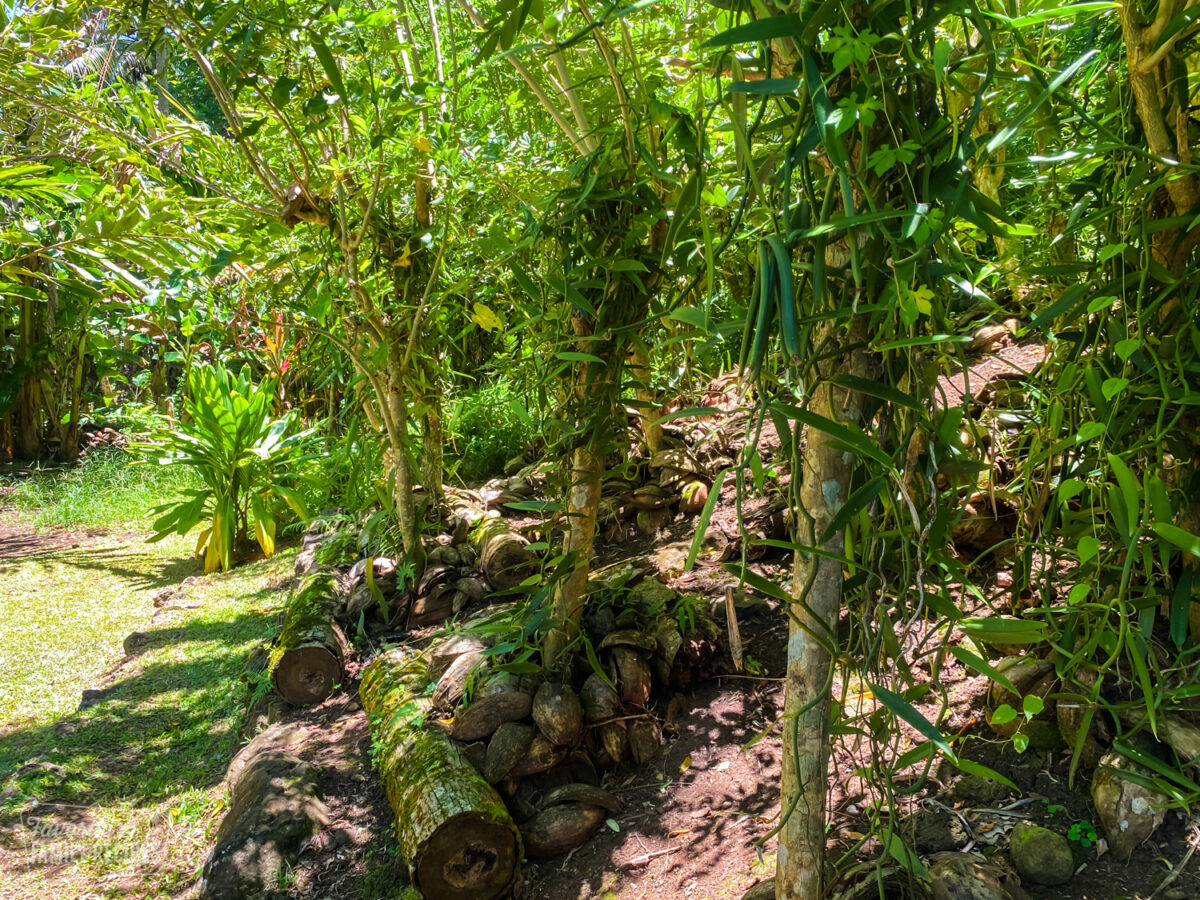 Vanilla plants on a vanilla farm in Tahiti.