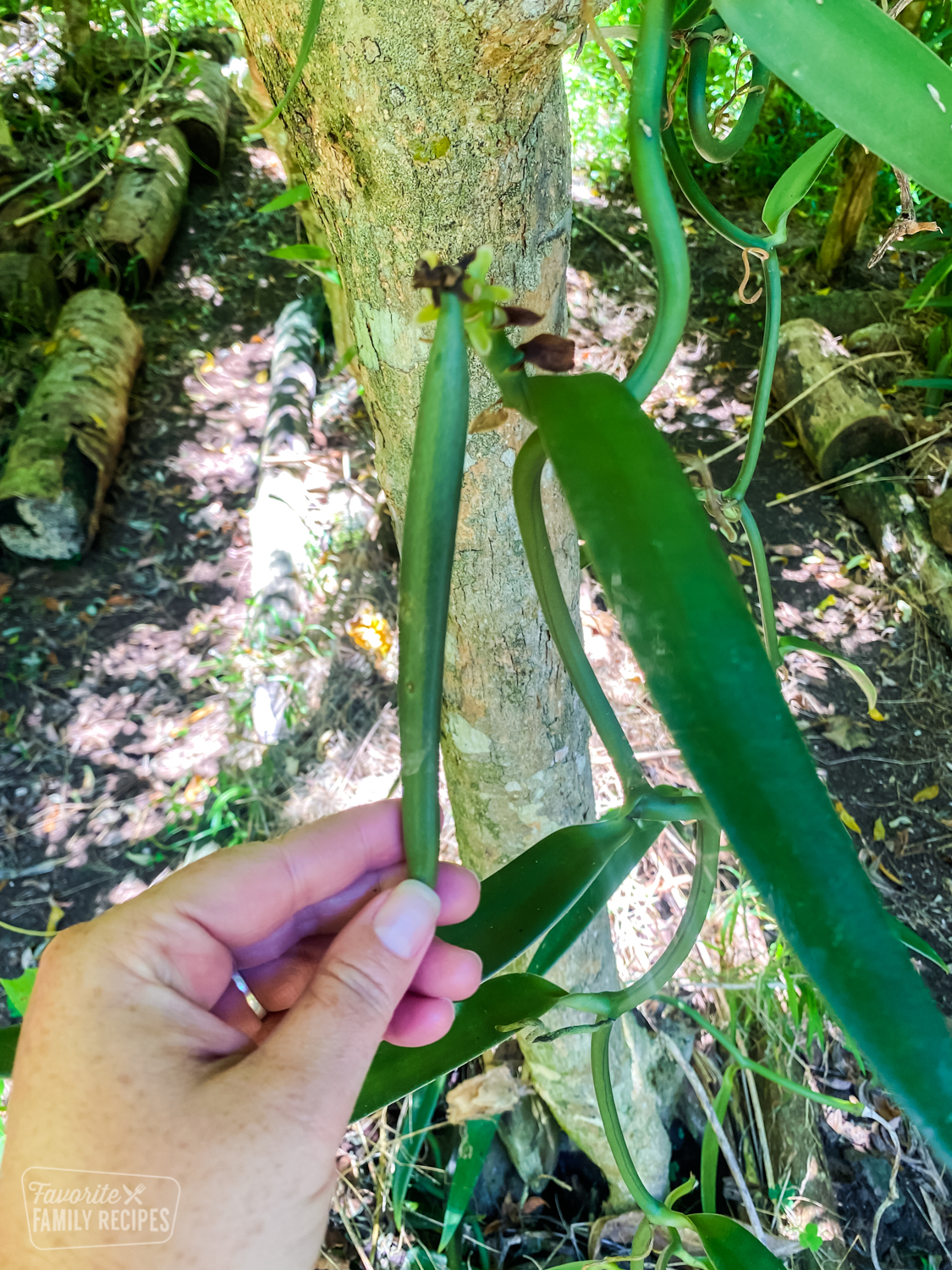 A single vanilla bean to make vanilla extract.