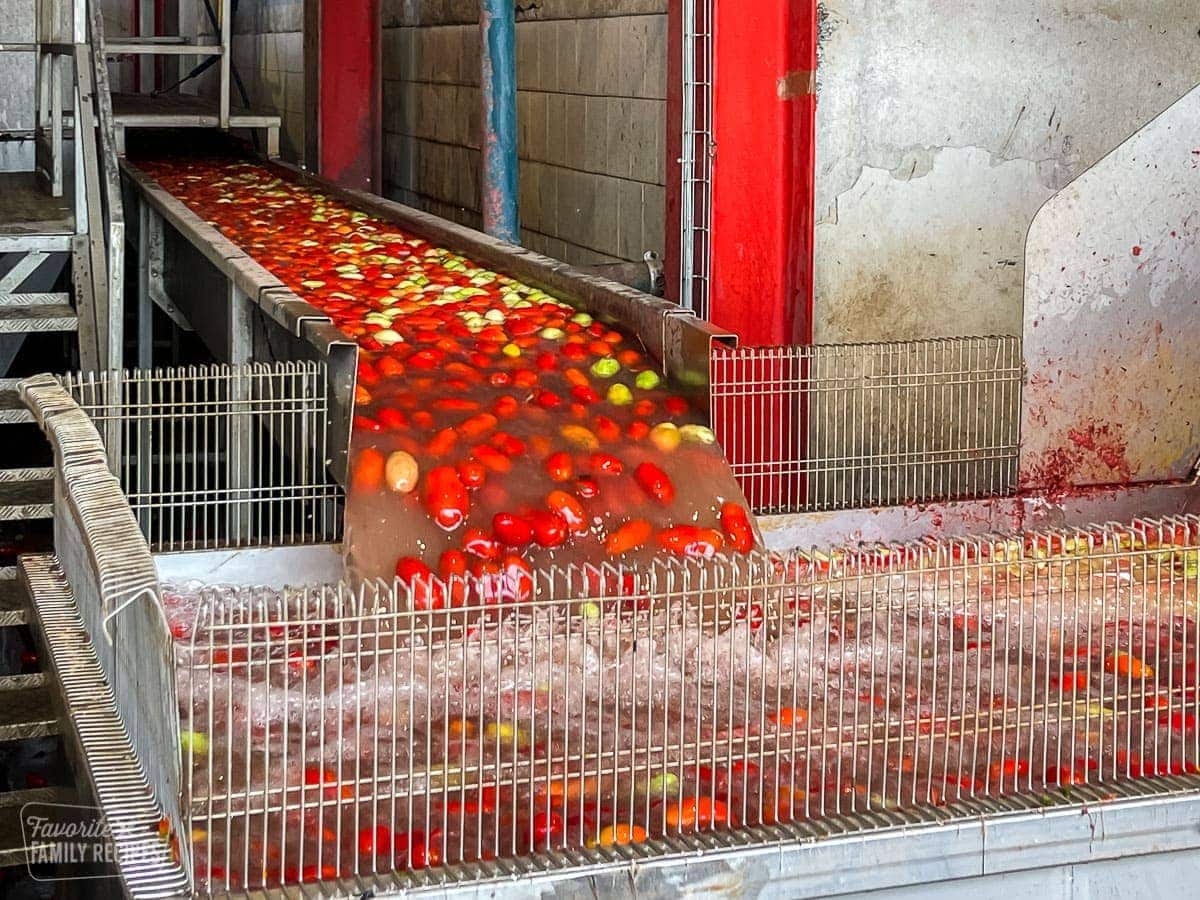 Tomatoes being washed in a tomato factory