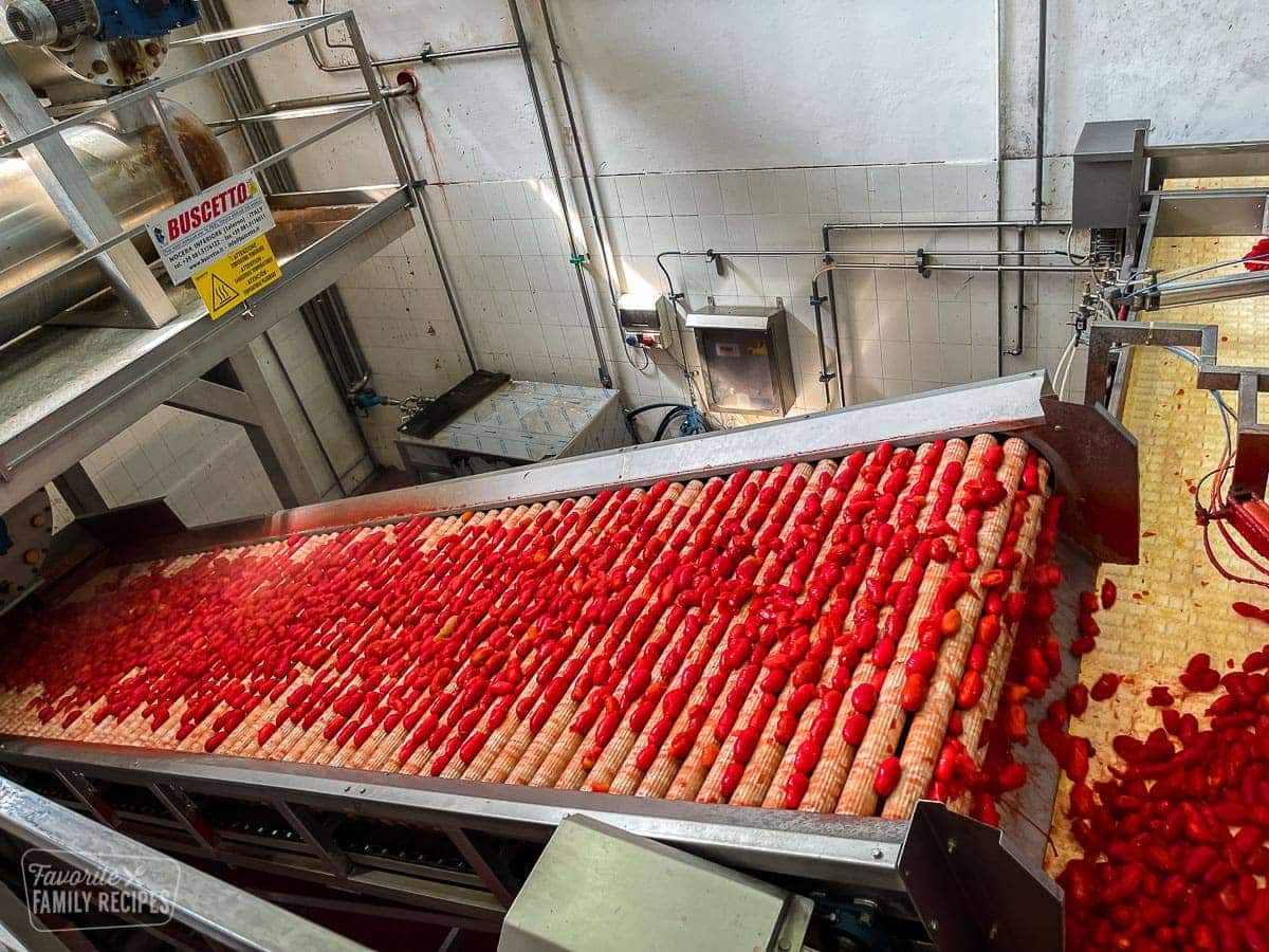 Large amounts of tomatoes on rollers being peeled in a tomato processing factory in Italy