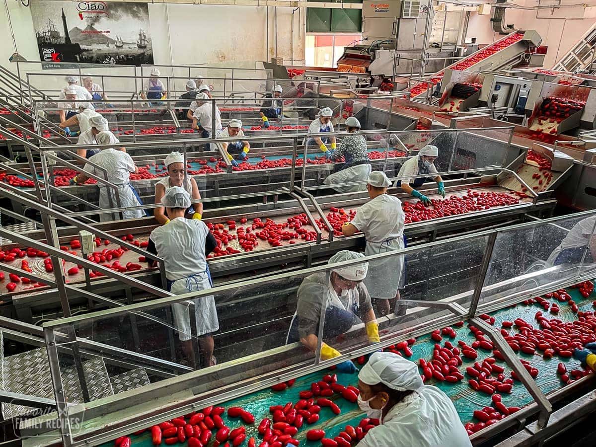 A tomato processing factory with workers sorting tomatoes on production lines