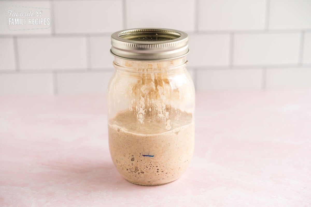 jar of sourdough starter that is ready to use. it is very bubbly.